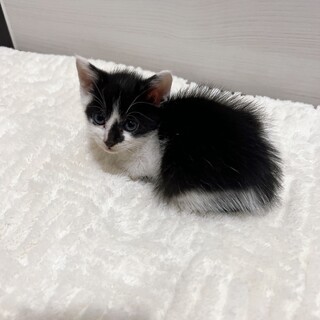 白黒猫を可愛がってくれる方を募集してます