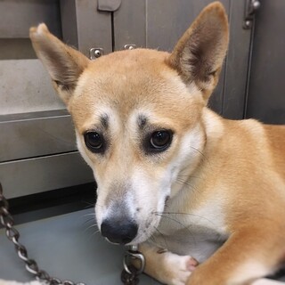 【相談中】キュートな困り顔犬　もみじちゃん