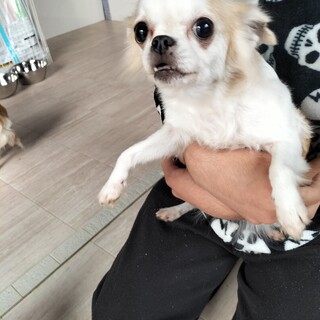 チワワ　女の子♀　フォーン＆ホワイト　7歳