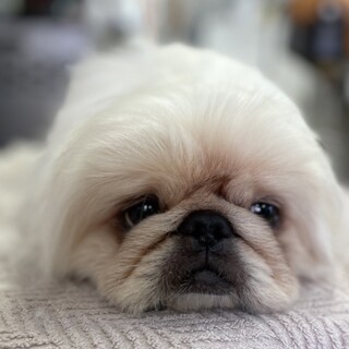 経験値上昇中、甘えん坊のしーさー