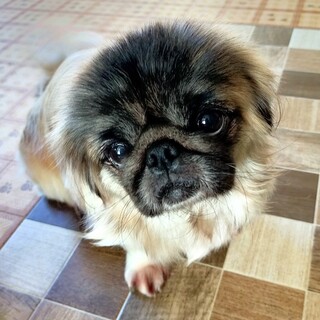 少しシャイ、愛らしい女子ししゃも