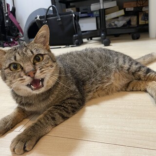 【FeLV陽性】超甘えん坊フクくん【高齢者応募可】