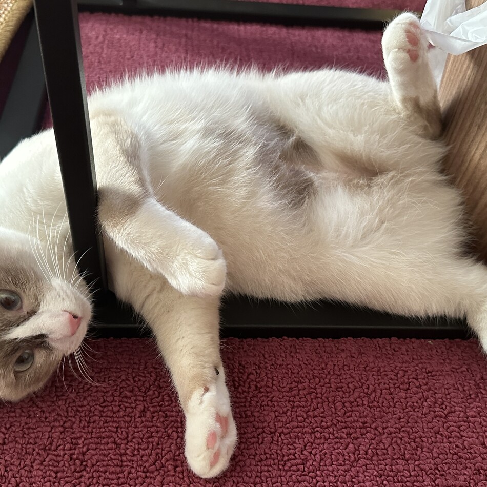 ミアのカバー写真