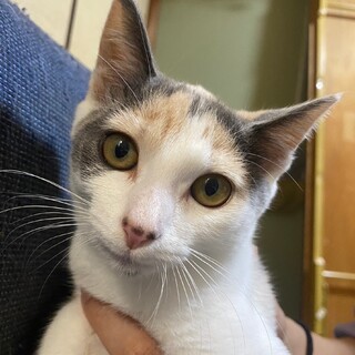 白がメインの薄めの三毛猫です！