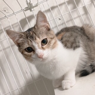 幸せを運ぶパステル三毛ミカンちゃん︎︎︎·͜·ᕷ