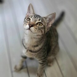 189回　保護猫カフェQsmet（くすめっと）　定例里親譲渡会