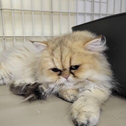 190回　保護猫カフェQsmet（くすめっと）　定例里親譲渡会