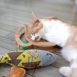 191回　保護猫カフェQsmet（くすめっと）　定例里親譲渡会