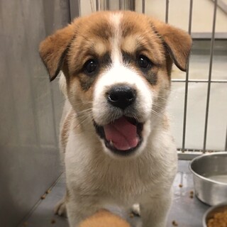 【相談中】かわいい子犬　カルボくん　1ヶ月