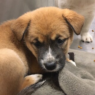 【相談中】かわいい子犬　ナーラちゃん　1ヶ月