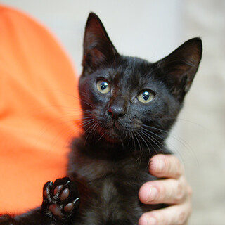 真っ黒な寂しん坊☆ノワールちゃん