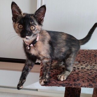 甘えっ子元気なサビ女子❤️ルビー