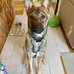 命のリレー！保護犬・保護猫 　合同譲渡会 サムネイル2