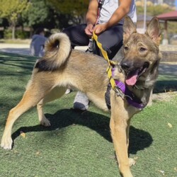 命のリレー！保護犬・保護猫 　合同譲渡会 サムネイル3