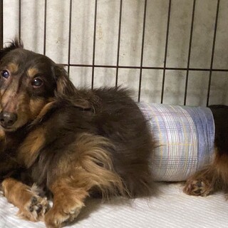 ダックスフンドの里親募集