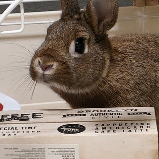 もう少しで2歳のうさぎ