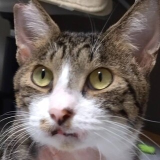 傷だらけだったけど、きれいに治った竹ちゃん