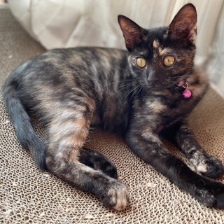 お目目の上にcuteなハート柄❤️ききょう