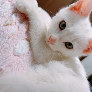 甘えん坊のホワイトキャット！