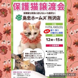 11月5日（日）島忠ホームズ所沢店譲渡会！