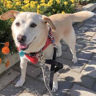 お散歩が大好き、愛らしい女の子もちみ