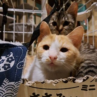 膝のりゴロゴロ茶白坊や3か月