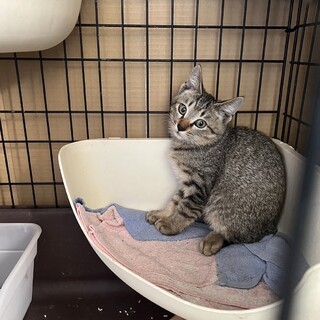 至急 可愛い 子猫ちゃん 約3ヶ月