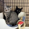 至急 可愛い 子猫ちゃん 約3ヶ月 サムネイル2