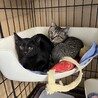至急 可愛い 子猫ちゃん 約3ヶ月 サムネイル3
