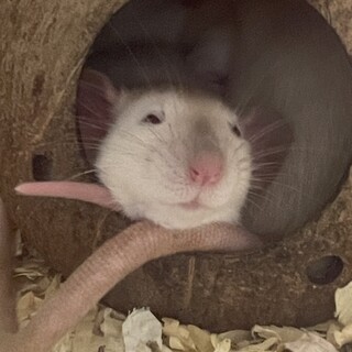 ダンボファンシーラット里親探し中ʅ（◞‿◟）ʃ