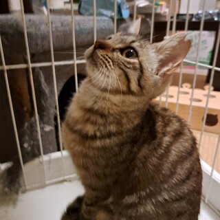 地味なお顔の、ごろすりすりキジトラ女の子4か月