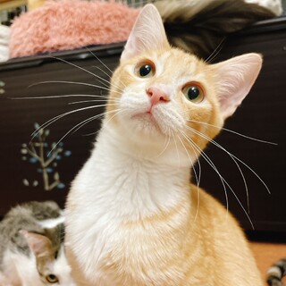 すっかり甘えん坊になったチャオくん