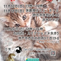仔猫わんさか！明石【譲渡会】Fan CAT with カーロ 第134回