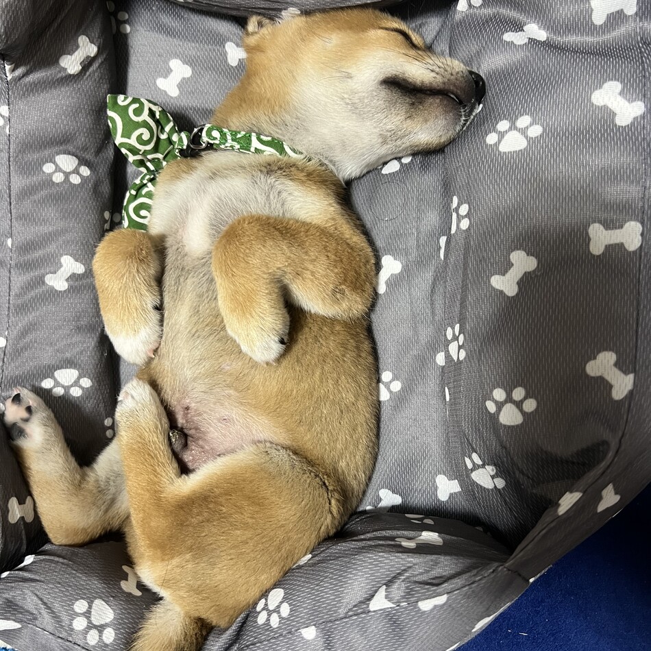 ちょこのカバー写真