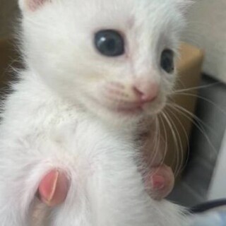 トライアル中　新規受付停止　白猫ちゃん　5ヶ月　