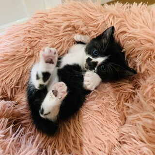 人も猫も大好き♡