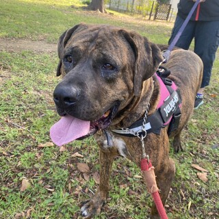 ブリンドル✨きなこちゃん