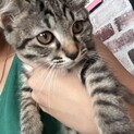 可愛い姉妹猫ちゃん！