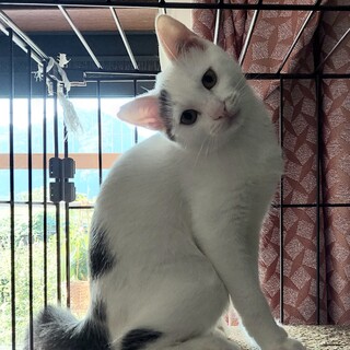 飛び切り甘ったれでゴロゴロくん