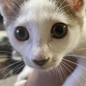 子猫3匹の里親さん探してます！