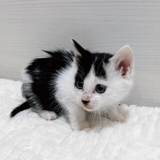 大人しく優しい子を可愛がってくれる方を募集中