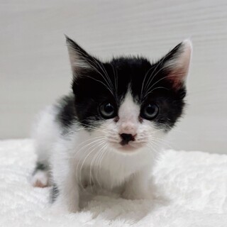 元気で遊び好きな子を可愛いがって頂ける方を募集中