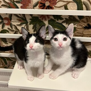 【1/8芝浦】ミルクで育てた愛くるしい子猫ペア