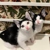 【1/8芝浦】ミルクで育てた愛くるしい子猫ペア サムネイル7