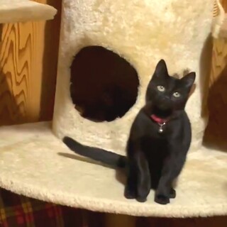 元気いっぱい黒小猫
