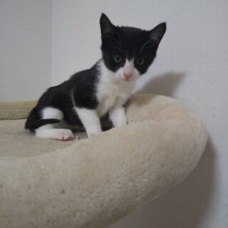 小さいけど活発！2ヶ月メス黒白