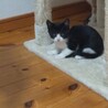 小さいけど活発！2ヶ月メス黒白 サムネイル2