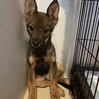 素敵なご縁がありましたたち耳くん