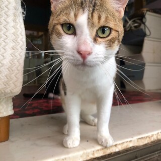 人が大好き！クールなイケニャン！おはぎくん