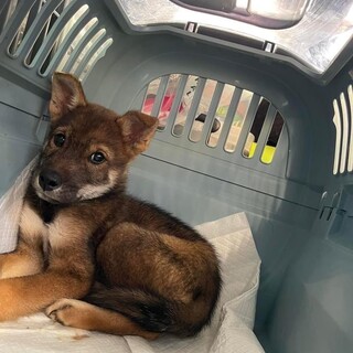 約2ヶ月の子犬里親緊急募集